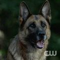 All Dogs Go to Heaven - Supernatural Wiki